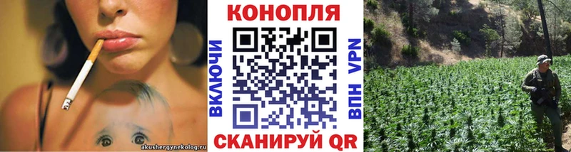Конопля сатива Шагонар